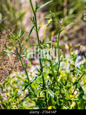 Misopates orontium, Weasel's-Snout Plant Stockfoto