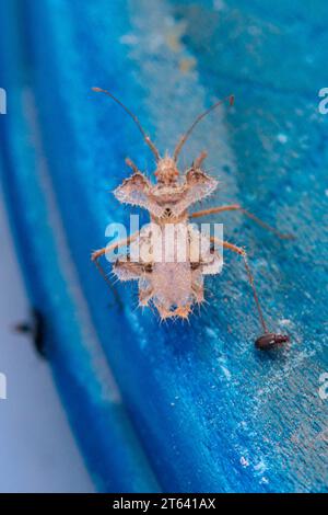 Phyllomorpha laciniata, Goldener Eierkäfer Stockfoto