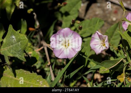 Convolvulus arvensis, Feldblume Stockfoto