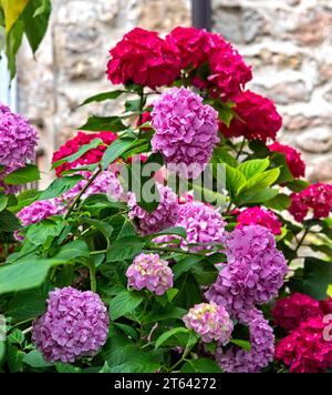 Großer blühender Hortensie-Busch mit rosa und dunkelrosa Blüten. Stockfoto