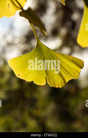 Ginkgo biloba, auch bekannt als Ginkgo oder Gingko, auch bekannt als Maidenhaarbaum in der Herbstsonne Stockfoto