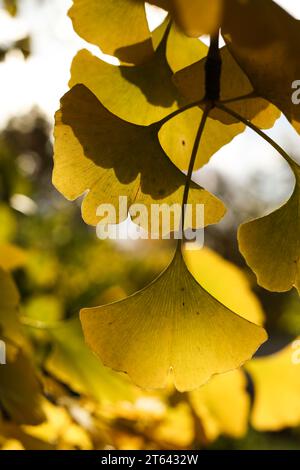 Ginkgo biloba, auch bekannt als Ginkgo oder Gingko, auch bekannt als Maidenhaarbaum in der Herbstsonne Stockfoto