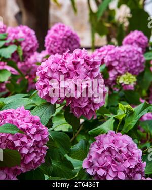 Großer blühender Hortensie-Busch mit rosa Blüten. Stockfoto