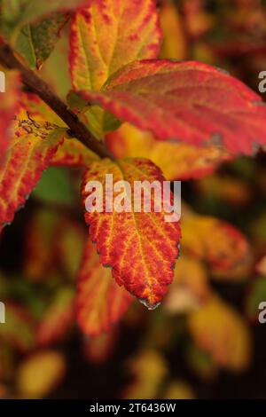 Eine Nahaufnahme von Spiraea bumalda Goldflamme im Herbstgarten Stockfoto