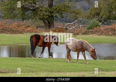 Ein Paar Ponys am Mogshade Pond im New Forest National Park, Hampshire, Großbritannien Stockfoto