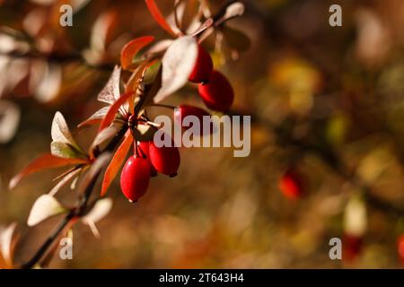 Ein Makro des Berberis vulgaris-Zweigs im Herbstgarten Stockfoto