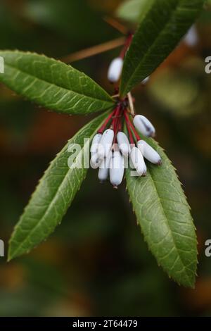 Ein Makro aus Herbstberis julianae, der wintergrünen Berberitze oder der chinesischen Berberitze im Garten Stockfoto