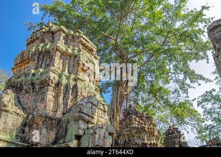 Turm des Tempels Ta Prohm und Ficus Strangler. Angkor Thom. Kambodscha Stockfoto