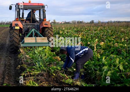 Hostin, Tschechische Republik. November 2023. Die erste Ernte von tschechischem Meerrettich aus neu bepflanzten Feldern in Hostin u Vojkovic im Bezirk Melnik, Mittelböhmische Region, nach mehr als 30 Jahren, 8. November 2023. Quelle: Ondrej Deml/CTK Photo/Alamy Live News Stockfoto