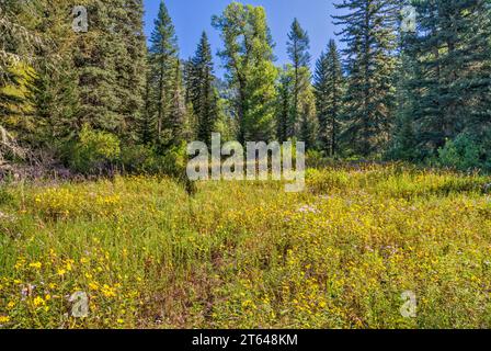 Blühende Wildblumen, Little Elk Creek Trail, ungepflegt, in der Snake River Range, Greater Yellowstone Rockies, Targhee Natl Forest, Idaho, USA Stockfoto