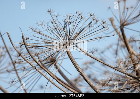 Trockene Regenschirmblumen unter blauem Himmel, natürliches abstraktes Hintergrundfoto Stockfoto