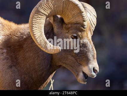 Dickhornrammen in der Furche-Saison Stockfoto