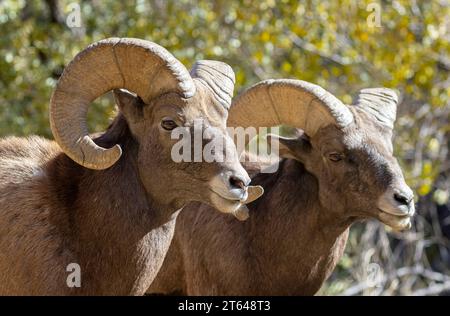 Dickhornrammen in der Furche-Saison Stockfoto