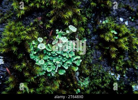 Flechten entlang des Falls Creek Falls Trail, Gifford Pinchot National Forest, Washington Stockfoto