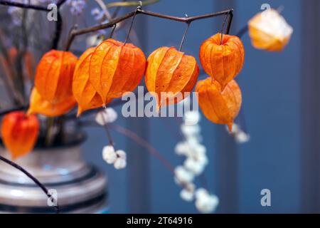 Frucht Physalis peruviana. Trockene Blumenstrauß Nahaufnahme Foto über verschwommenem blauem Hintergrund Stockfoto