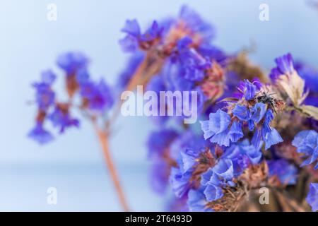 Makrofoto mit trockenen blauen Blüten und selektivem Weichfokus. Limonium sinuatum, allgemein bekannt als Wellenblatt-Meerlavendel, statice, Meerlavendel, Kerbblatt m Stockfoto