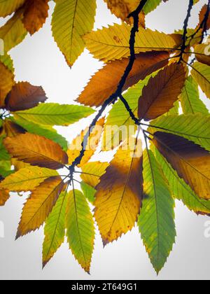 Die farbigen Blätter in gelb, orange, rot der süßen Kastanie vor dem hellen Himmel im Herbst, kurz bevor die Blätter von den Bäumen fallen Stockfoto