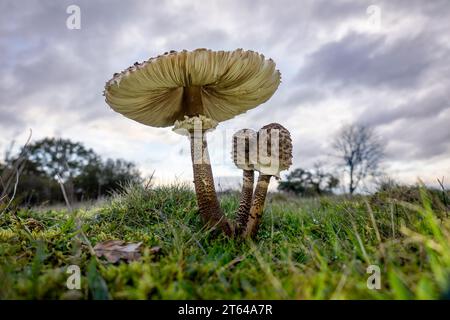 Der riesige Sonnenschirmpilz im Herbst mit seiner riesigen Kappe und schönen Brauntönen und Flecken Stockfoto