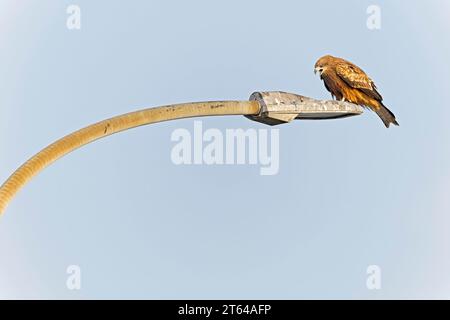 Ein Schwarzohr-Drachen (Milvus migrans), der auf einem Laternenpfahl thront. Stockfoto