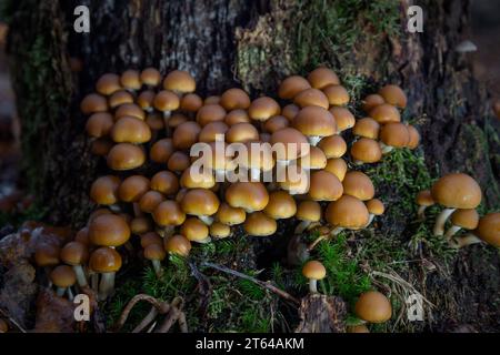 Schwefel Büschel von Pilzen im Wald im Herbst in den Niederlanden, Provinz Drenthe in der Nähe Ruinen Stockfoto