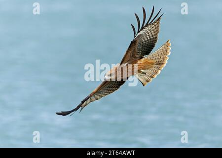 Ein Schwarzohr-Drachen (Milvus migrans) im Flug Stockfoto