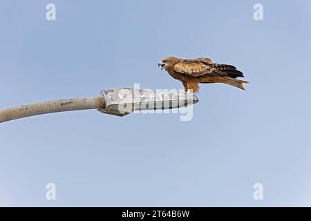 Ein Schwarzohr-Drachen (Milvus migrans), der auf einem Laternenpfahl thront. Stockfoto