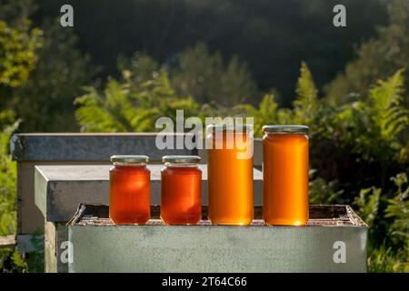 Vier Gläser Bio-Honig, zwei große und zwei kleine, auf einem Bienenstock unter dem Licht eines Herbstuntergangs Stockfoto