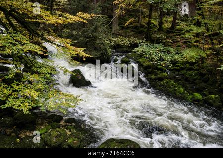 Wald in Vallorbe, Schweiz, Europa Stockfoto