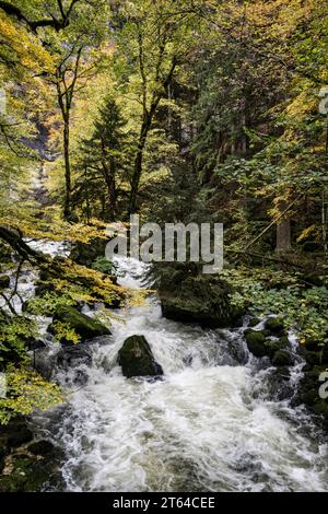 Wald in Vallorbe, Schweiz, Europa Stockfoto