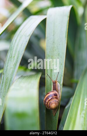 Eine große Traubenschnecke kriecht durch das Gras, Tiere leben Stockfoto