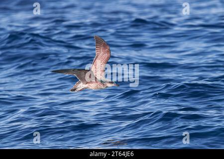 Junge junge Gelbbeinmöwe (Larus michahellis), die über den blauen Atlantik fliegt Stockfoto