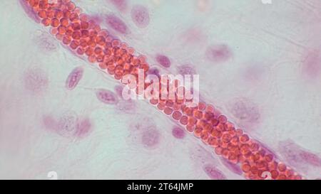 Kapillarmikrozirkulation. Blutgefäß mit roten Blutkörperchen, Lichtmikrograph. Hämatoxylin-endEosin-Färbung. Stockfoto