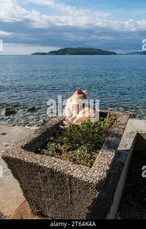 Eine Katze, die sich in einem Pflanzgefäß sonnt, mit Blick auf die Insel Sveti Nikola, Budva, Montenegro Stockfoto