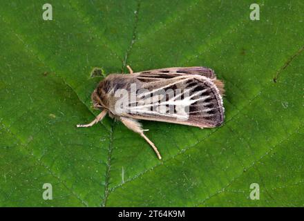 Geweihmotte (Cerapteryx graminis), adulte in Ruhe auf Blatt Eccles-on-Sea, Norfolk, Großbritannien. Juli Stockfoto