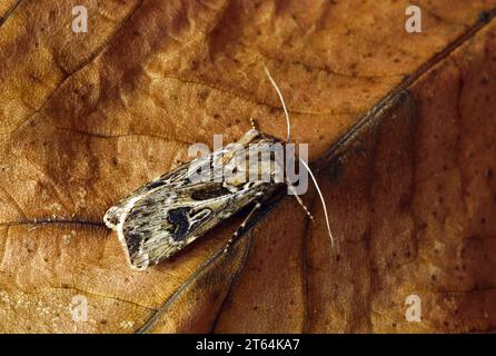 Archer's Dart (Agrotis vestigialis), Erwachsener in Ruhe auf Blatt Eccles-on-Sea, Norfolk, Großbritannien. August Stockfoto