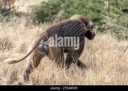 Nahaufnahme eines männlichen Gelada-Affen (Theropithecus gelada) in den Bergen von Simien, Äthiopien Stockfoto