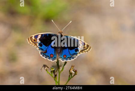 Schmetterling mit voll ausgebreiteten Flügeln, Junonia Orithya Stockfoto