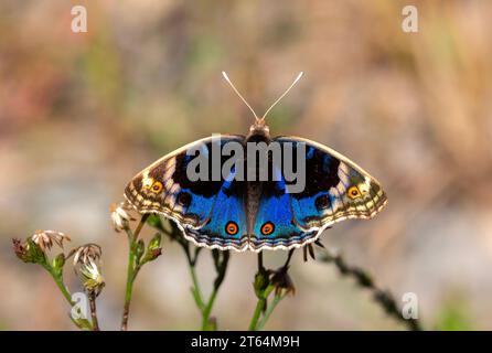 Schmetterling mit voll ausgebreiteten Flügeln, Junonia Orithya Stockfoto