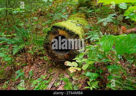 Das Zentrum wurde vollständig ausgehöhlt in einem Baumstamm, der auf den Waldboden fiel, der mit hellgrünem Moos bedeckt war und von einer anderen Vegetation aus der Nähe umgeben war Stockfoto