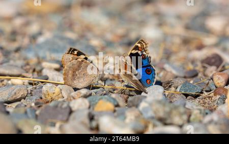 Schmetterling mit voll ausgebreiteten Flügeln, Junonia Orithya Stockfoto