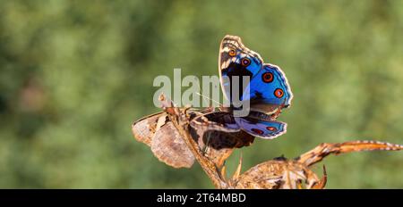 Schmetterling mit voll ausgebreiteten Flügeln, Junonia Orithya Stockfoto