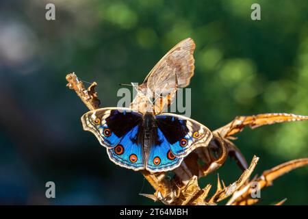 Schmetterling mit voll ausgebreiteten Flügeln, Junonia Orithya Stockfoto