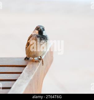 Hausspatzen (Passer domesticus) oder Spatzen oder Hausspatzen, männlich, auf einer hölzernen Sonnenliege sitzend, in die Kamera schauend, Kulturnachfolger Stockfoto