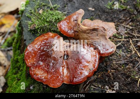 Eichenliverkraut (Fistulina hepatica), Gelderland, Niederlande Stockfoto