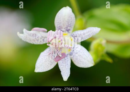 Japanische Krötenlilie (Tricyrtis hirta), Blume, Nordrhein-Westfalen, Deutschland Stockfoto