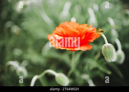 Im Frühlingsgarten wachsen flauschige Orangen-Mohnblumen. Stockfoto