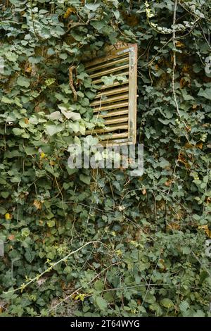 Hölzerne Fensterläden an einem Gebäude, das mit Weinstöcken bewachsen ist, Nahaufnahme Stockfoto