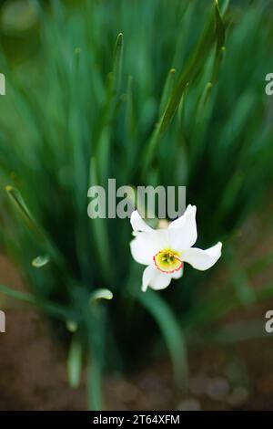 Weiße Narzissen blühen im Frühlingsgarten. Stockfoto