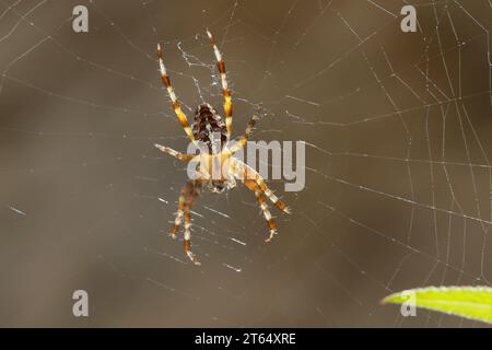 Garten-Kreuzspinne, Gartenkreuzspinne, Gemeine Kreuzspinne, Araneus diadematus, Kreuzweber, Europäische Gartenspinne, Gartenspinne, Kreuzspinne, Stockfoto