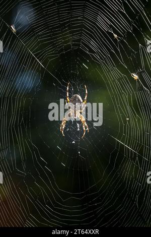 Garten-Kreuzspinne, Gartenkreuzspinne, Gemeine Kreuzspinne, lauert im Netz, Spinnennetz, Radnetz, Araneus diadematus, Cross-Orbweaver, Europäischer Garten Stockfoto